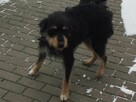 Dukat ok 4 letni zjawiskowy psiak czeka na dom Weronika Bogu - 4