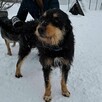 Dukat ok 4 letni zjawiskowy psiak czeka na dom Weronika Bogu - 3