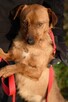 Niuniuś do adopcji - 3