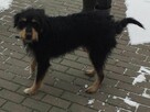 Dukat ok 4 letni zjawiskowy psiak czeka na dom Weronika Bogu - 5