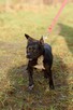 Syriusz do adopcji - 9