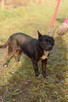 Syriusz do adopcji - 11