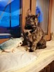 Kotka do adopcji. - 3