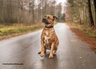 TOSA INU MIX molos BUDDY szuka domu, adopcja darmowa - 4