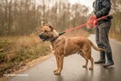 TOSA INU MIX molos BUDDY szuka domu, adopcja darmowa - 7