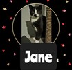 JANE - urocza koteczka szuka domu - 2