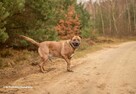 TOSA INU MIX molos BUDDY szuka domu, adopcja darmowa - 8