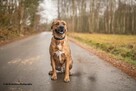 TOSA INU MIX molos BUDDY szuka domu, adopcja darmowa - 3