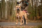 BUDDY w typie tosa inu szuka rodziny, 4letni adopcja darmowa - 6