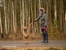 BUDDY w typie tosa inu szuka rodziny, 4letni adopcja darmowa - 3