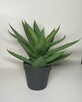 Jysk Ozdobna roślina sztuczna Aloes - 1