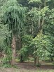 dom 120 m, duża działka z lasem - 7