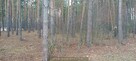 Las w Cyganówce gm. Wilga - 2