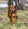 Niekonfliktowa, delikatna, spokojna Lisia szuka domu! - 3