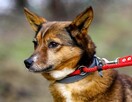Niekonfliktowa, delikatna, spokojna Lisia szuka domu! - 2