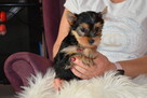 Yorkshire Terrier - SUCZKA YORKA - Szczeniaczek York - 2