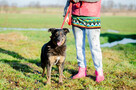 Cudowny Red, niekonfliktowy, kochany psiak! - 4