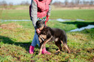 Cudowny Red, niekonfliktowy, kochany psiak! - 5