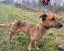 Młody, wrażliwy FILON szuka domu !! Do adopcji !! - 6