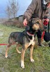 Łagodny, tęskniący za człowiekiem JURAND pilnie szuka domu !! - 4