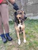 Łagodny, tęskniący za człowiekiem JURAND pilnie szuka domu !! - 2
