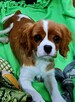 Cavalier King Charles Spaniel szczenięta ZKwP fci - 3