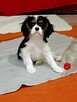 Cavalier King Charles Spaniel szczenięta ZKwP fci - 6
