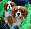 Cavalier King Charles Spaniel szczenięta ZKwP fci - 13