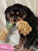 Cavalier King Charles Spaniel szczenięta ZKwP fci - 10