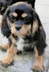 Cavalier King Charles Spaniel szczenięta ZKwP fci - 11
