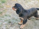Cavalier King Charles Spaniel szczenięta ZKwP fci - 12
