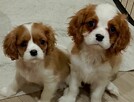 Cavalier King Charles Spaniel szczenięta ZKwP fci - 4