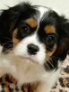 Cavalier King Charles Spaniel szczenięta ZKwP fci - 5