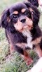 Cavalier King Charles Spaniel szczenięta ZKwP fci - 7
