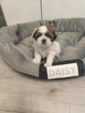 Sprzedam sunie rasy Shih tzu - 4