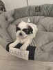 Sprzedam sunie rasy Shih tzu - 3