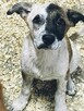 Śliczna Santa do adopcji. - 6