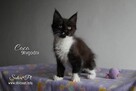 Maine Coon - śliczne kocięta, rodowód WCF - 2