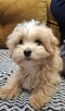 Sprzedam pudla maltipoo - 1