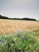 Wpadli na Siebie przypadkowo i odważyli się... - 2