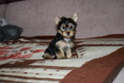Yorkak Yorkshire Terrier Suczka York - TRANSPORT - 2