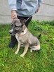 Wrażliwa, energiczna IGA mix owczarka i husky szuka domu !! - 4