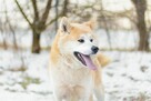 Asami - piękna, nieśmiała akita do adopcji - 3