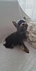 Yorkshire Terrier - reproduktor - 3