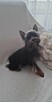 Yorkshire Terrier - reproduktor - 4