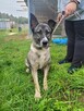 Wrażliwa, energiczna IGA mix owczarka i husky szuka domu !! - 7