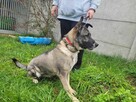 Wrażliwa, energiczna IGA mix owczarka i husky szuka domu !! - 3