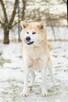 Asami - piękna, nieśmiała akita do adopcji - 5