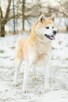 Asami - piękna, nieśmiała akita do adopcji - 4