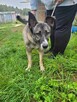 Wrażliwa, energiczna IGA mix owczarka i husky szuka domu !! - 6